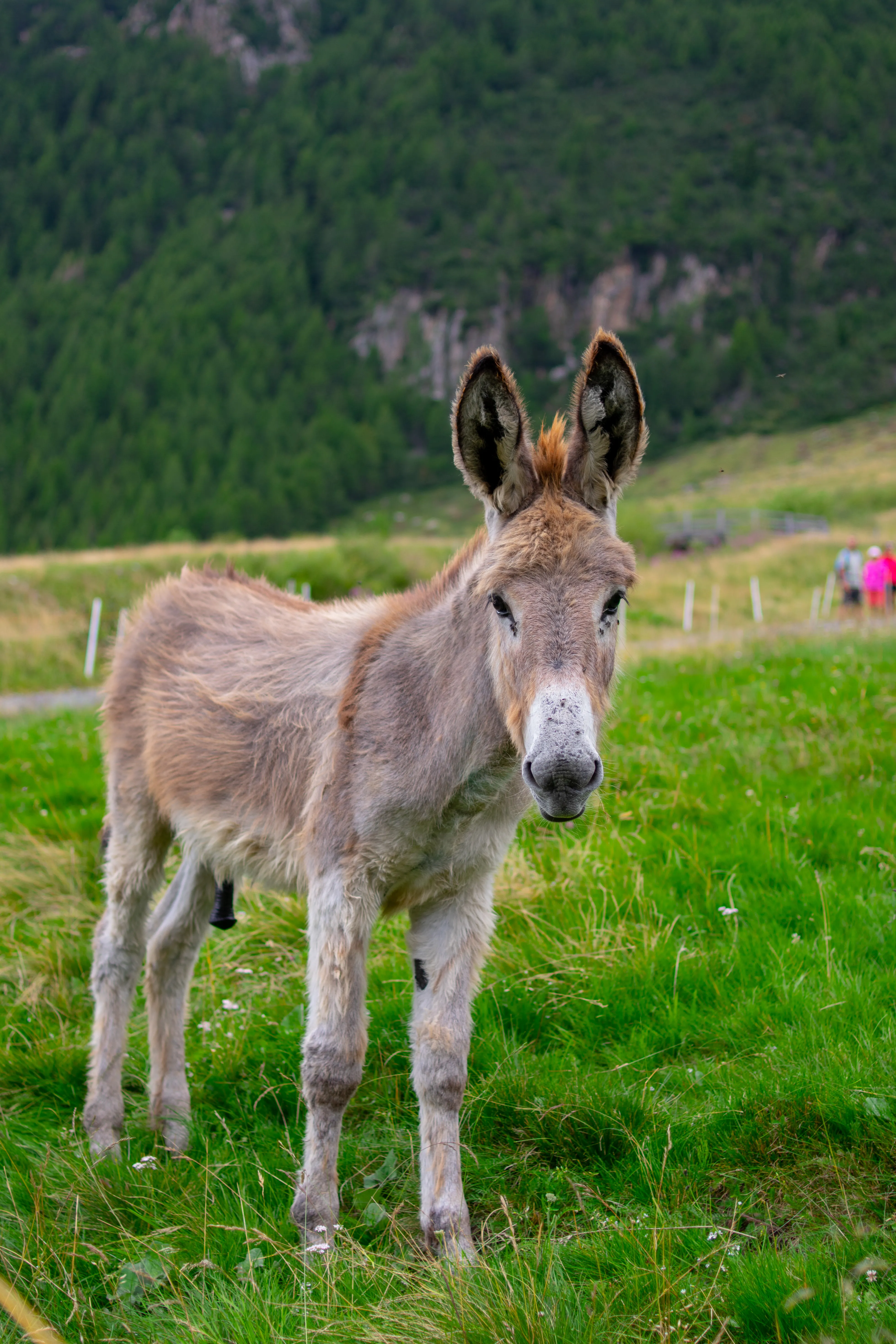 Photo of Turchino AcqueSparse 1.